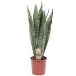 Sansevieria zeylanica - Vrouwentongen - Sanseveria