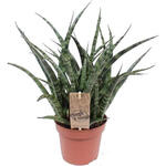 Sansevieria 'Fernwood Punk' - Vrouwentongen - Sanseveria