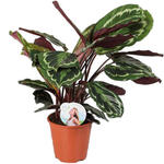 Calathea 'Medaillon' - Calathea, Pauwenplant