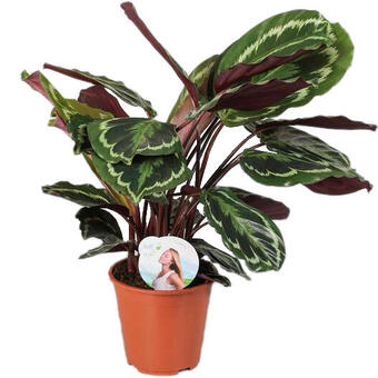 Calathea 'Medaillon'