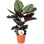 Calathea ornata - Calathea, Pauwenplant