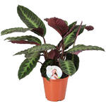 Calathea warscewiczii - Calathea, Pauwenplant