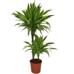 Dracaena fragrans 'Lemon Lime' - Drakenbloedboom