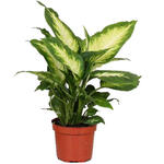 Dieffenbachia 'Camille' - Dieffenbachia