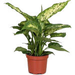 Dieffenbachia 'Compacta' - Dieffenbachia