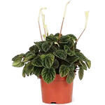 Peperomia caperata 'Lilian' - Rattenstaart- Rattenstaartje