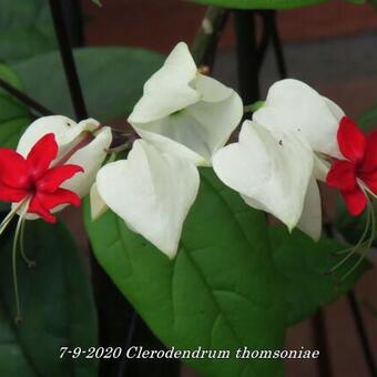 Clerodendrum thomsoniae