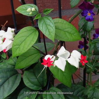 Clerodendrum thomsoniae