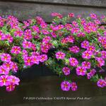 Calibrachoa 'CALITA Special Pink Star' - Mini petunia