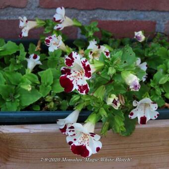 Mimulus 'Magic White Blotch'