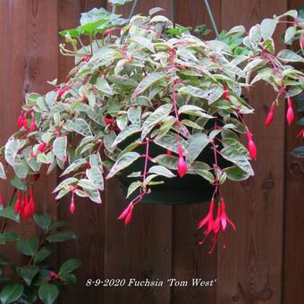 Fuchsia 'Tom West'