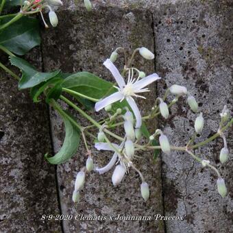 Clematis x  Jouiniana 'Praecox'