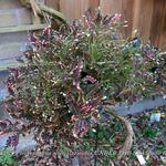 Plectranthus scutellarioides UNDER THE SEA 'Bone fish' - Siernetel