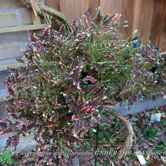 Plectranthus scutellarioides UNDER THE SEA 'Bone fish'