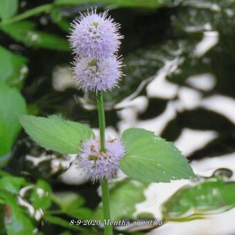 Mentha aquatica