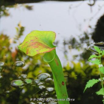 Sarracenia flava