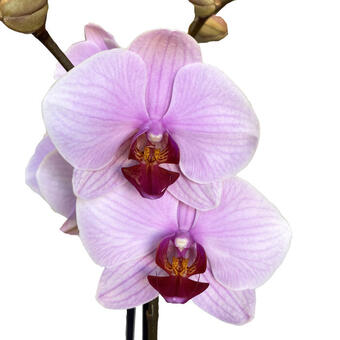 Phalaenopsis 'Washington'