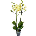 Phalaenopsis 'Alassio' - Vlinderorchidee