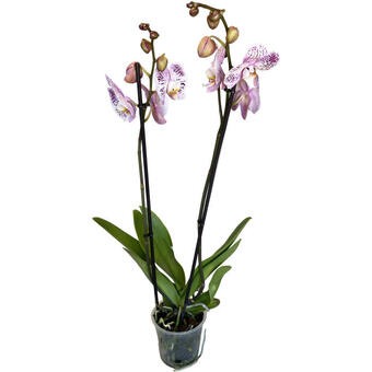 Phalaenopsis 'Spotted World'