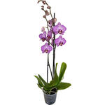 Phalaenopsis 'Paso Robles' - Vlinderorchidee