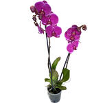 Phalaenopsis 'Joy Ride' - Vlinderorchidee