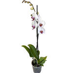 Phalaenopsis 'Red Lip' - Vlinderorchidee