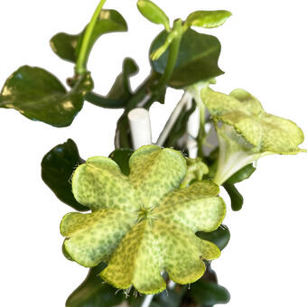 Ceropegia sandersonii