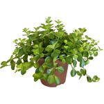 Peperomia rotundifolia - Peperplant, Zwanenkruid