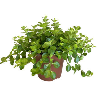 Peperomia rotundifolia