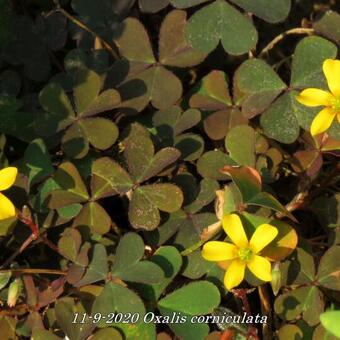 Oxalis corniculata