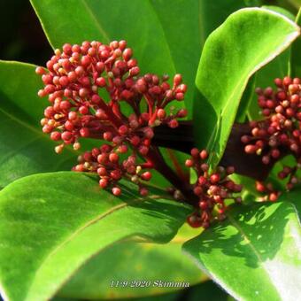 Skimmia