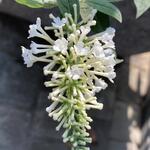 Buddleja 'Argus White' - Vlinderstruik - Buddleja 'Argus White'