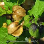 Nicandra physalodes 'Black Pod' - Zegekruid