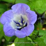 Nicandra physalodes 'Black Pod' - Zegekruid