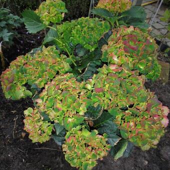 Hydrangea macrophylla REMBRANDT 'Vibrant Verde'