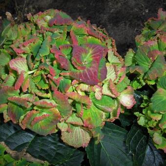 Hydrangea macrophylla REMBRANDT 'Vibrant Verde'