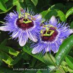 Passiflora caerulea 'Silly Cow' - Passiebloem