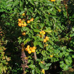 Malus 'Golden Hornet' - Sierappel - Malus 'Golden Hornet'