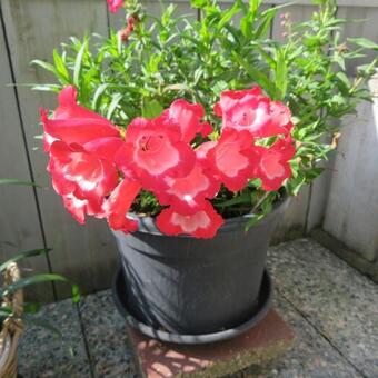 Penstemon 'PENTASTIC Red'