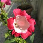 Penstemon 'PENTASTIC Red' - Slangekop