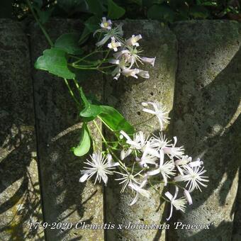 Clematis x  Jouiniana 'Praecox'