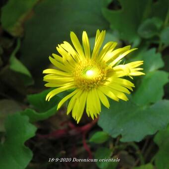 Doronicum orientale