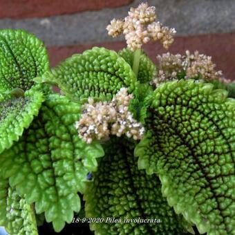 Pilea involucrata