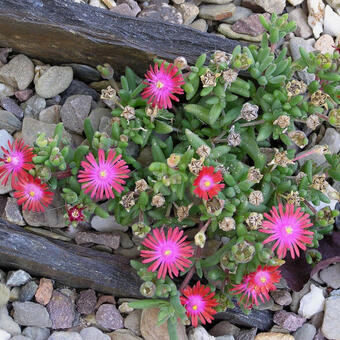 Drosanthemum hispidum