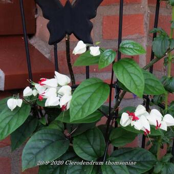 Clerodendrum thomsoniae