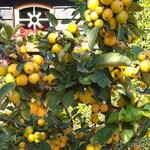 Malus 'Golden Hornet' - Sierappel - Malus 'Golden Hornet'