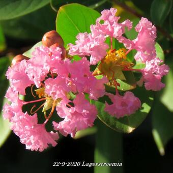 Lagerstroemia