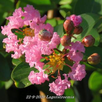 Lagerstroemia