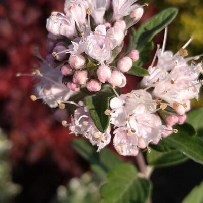 Baardbloem, Blauwe spirea - Caryopteris x clandonensis 'Stephi'