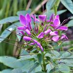 Cleome hassleriana 'Rose Queen' - Kattensnor